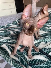 Sphynx canadese maschio