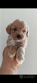 Maltipoo mini