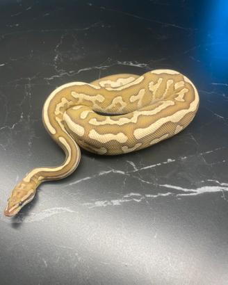 Ball Phyton, Pitone Reale, Rettili, Serpenti