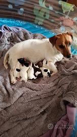 Jack Russell Terrier disponibili