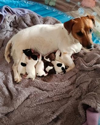 Jack Russell Terrier disponibili