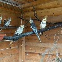 Calopsite selvatiche