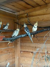 Calopsite selvatiche