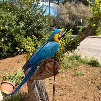 Vedo pappagallo ara ara