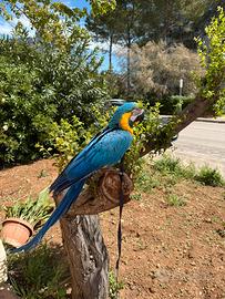 Vedo pappagallo ara ara