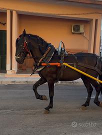 Puledro Murgese
