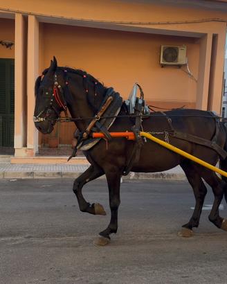 Puledro Murgese