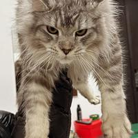 Maine Coon gigante .( cucciolo di alta genetica )
