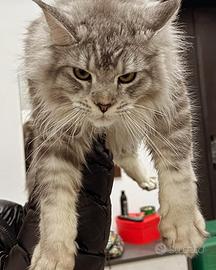 Maine Coon gigante .( cucciolo di alta genetica )