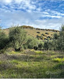 Terreno agricolo uliveto in Sabina