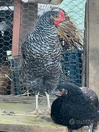 Galline