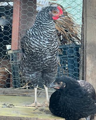 Galline