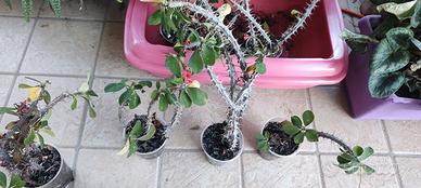Spina di Cristo (nome scientifico Euphorbia milii)