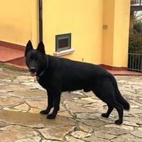 Pastore Tedesco Nero