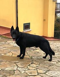 Pastore Tedesco Nero