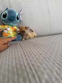 Chihuahua messicano ipertipico mini toy