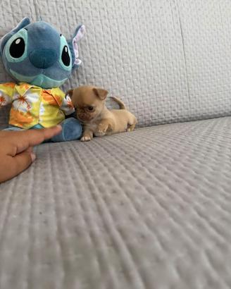 Chihuahua messicano ipertipico mini toy