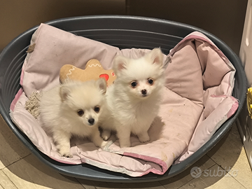 Cucciole 3 mesi Spitz nane