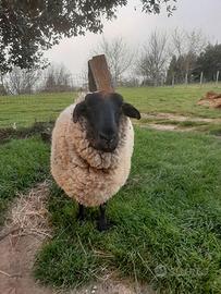 Coppia pecore suffolk