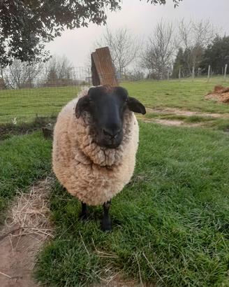 Coppia pecore suffolk