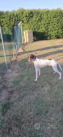 Pointer maschio