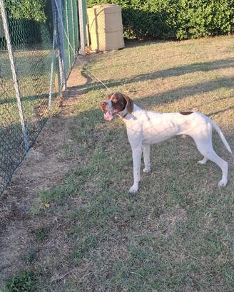 Pointer maschio