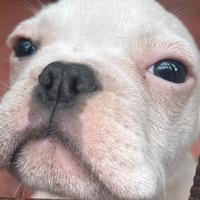 Bulldog Francese Esotico