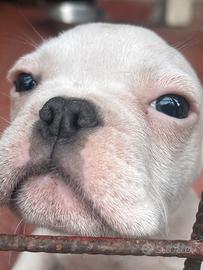 Bulldog Francese Esotico