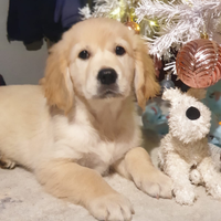 Cuccioli Golden Retriever