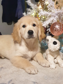 Cuccioli Golden Retriever