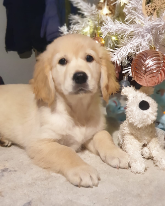Cuccioli Golden Retriever