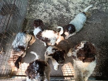 Cane Lagotto romagnolo 