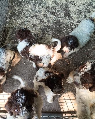 Cane Lagotto romagnolo 