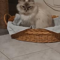 Gattina sacro di birmana di 8 anni