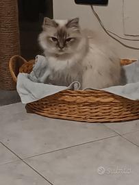 Gattina sacro di birmana di 8 anni