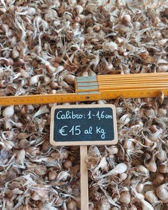 1kg - Bulbi di zafferano Sardegna cal. 1 - 1,6 cm 