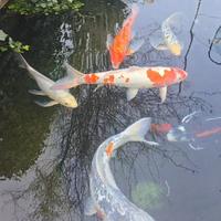 Carpe Koi