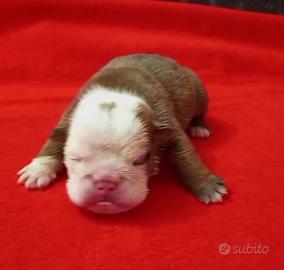Bulldog Inglese Cucciole