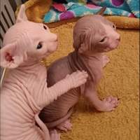 Cuccioli di Sphynx