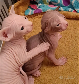 Cuccioli di Sphynx