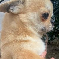 Meraviglioso chihuahua adulto ipertipico