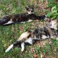 Gatte tricolore - età 3 anni