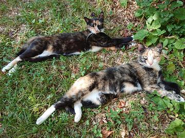 Gatte tricolore - età 3 anni