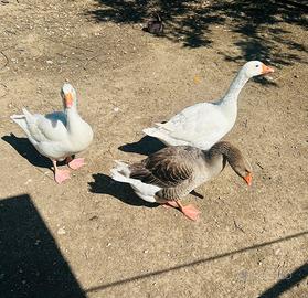 Animali