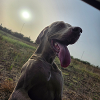 Weimaraner