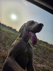 Weimaraner