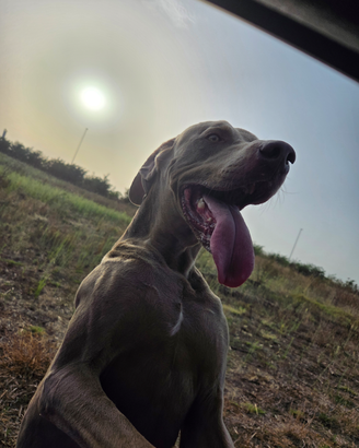 Weimaraner
