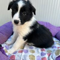 Border collie