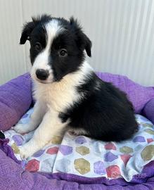 Border collie