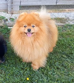 Spitz tedesco/ volpino